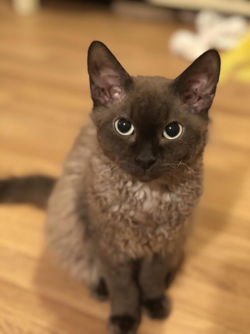 Sphynx Cats Sphynx Cats