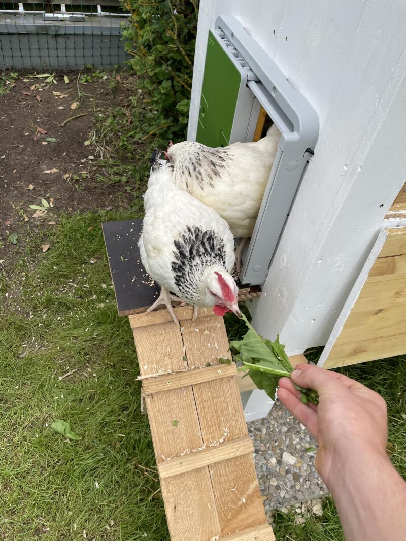 Automatic Chicken Coop Door Opener Omlet