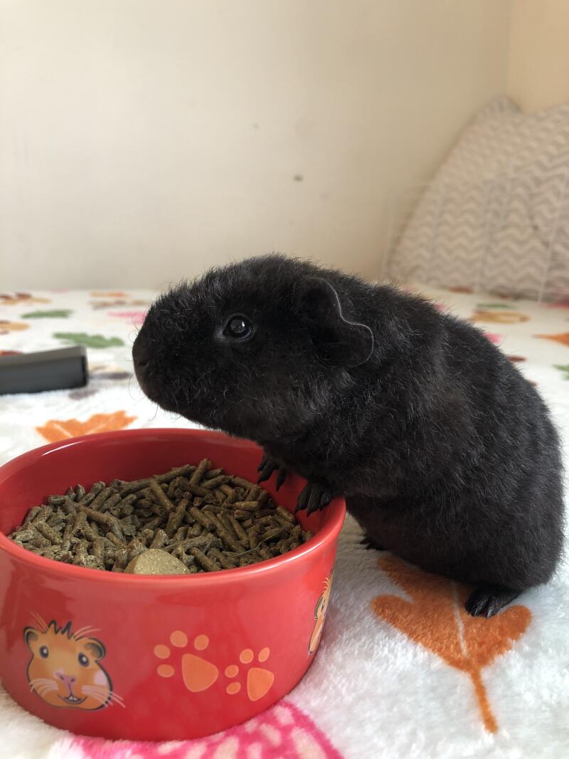 teddy guinea pig price