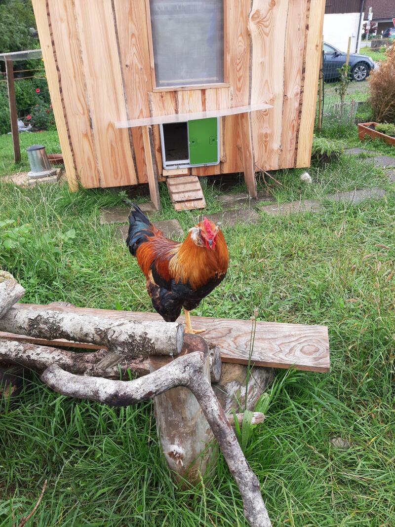 Automatic Chicken Coop Door Opener Omlet