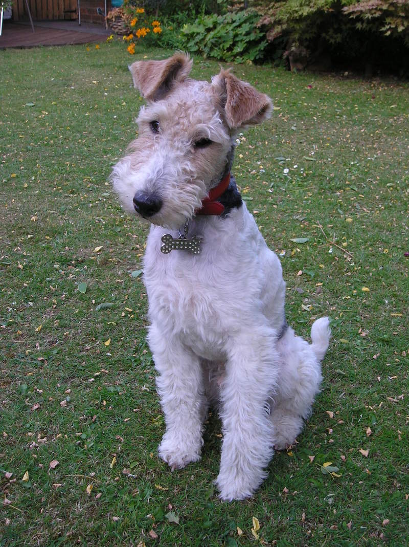 curly haired fox terrier