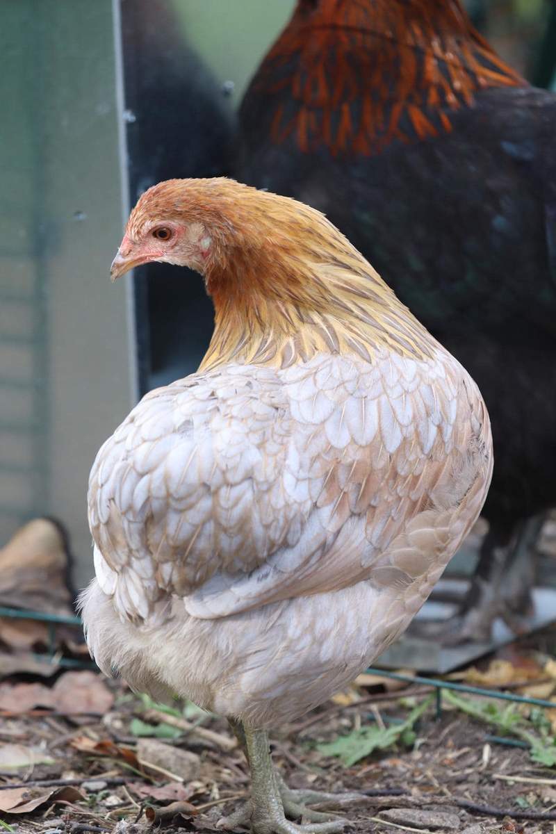 voor eeuwig Grootste Toeval Araucana For Sale | Chickens | Breed Information | Omlet