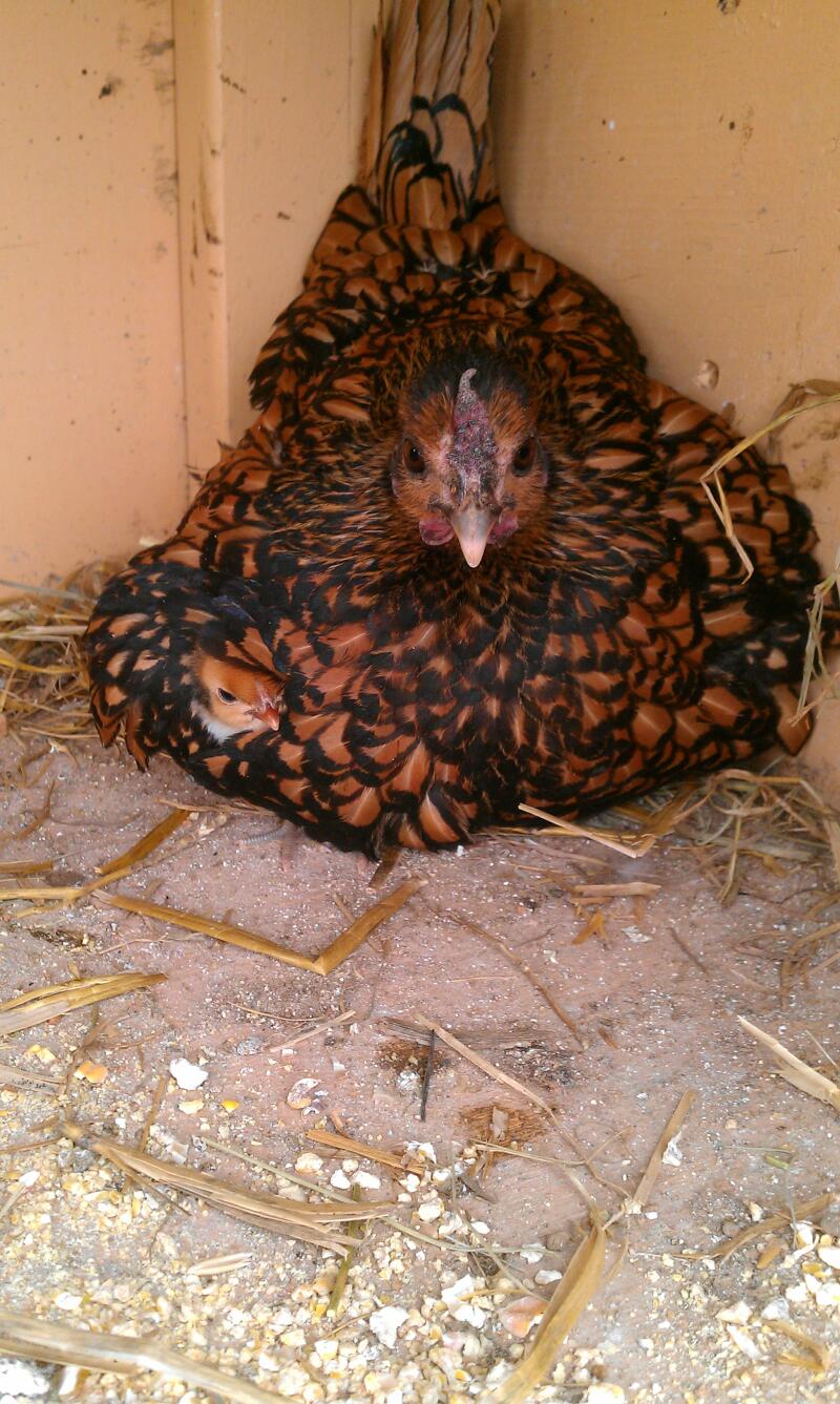 Sebright For Sale Chickens Breed Information Omlet