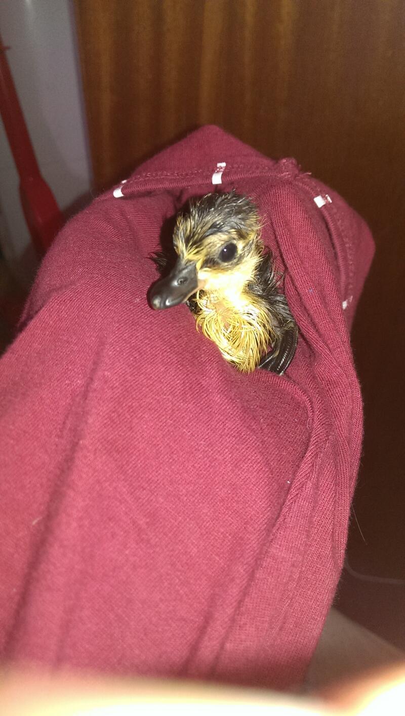 Call Duck Ducks Breed Information Omlet