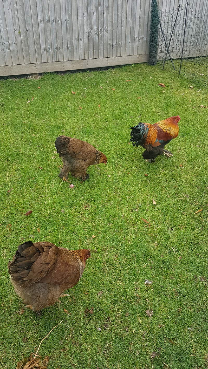 Brahma Chickens Brahma For Sale