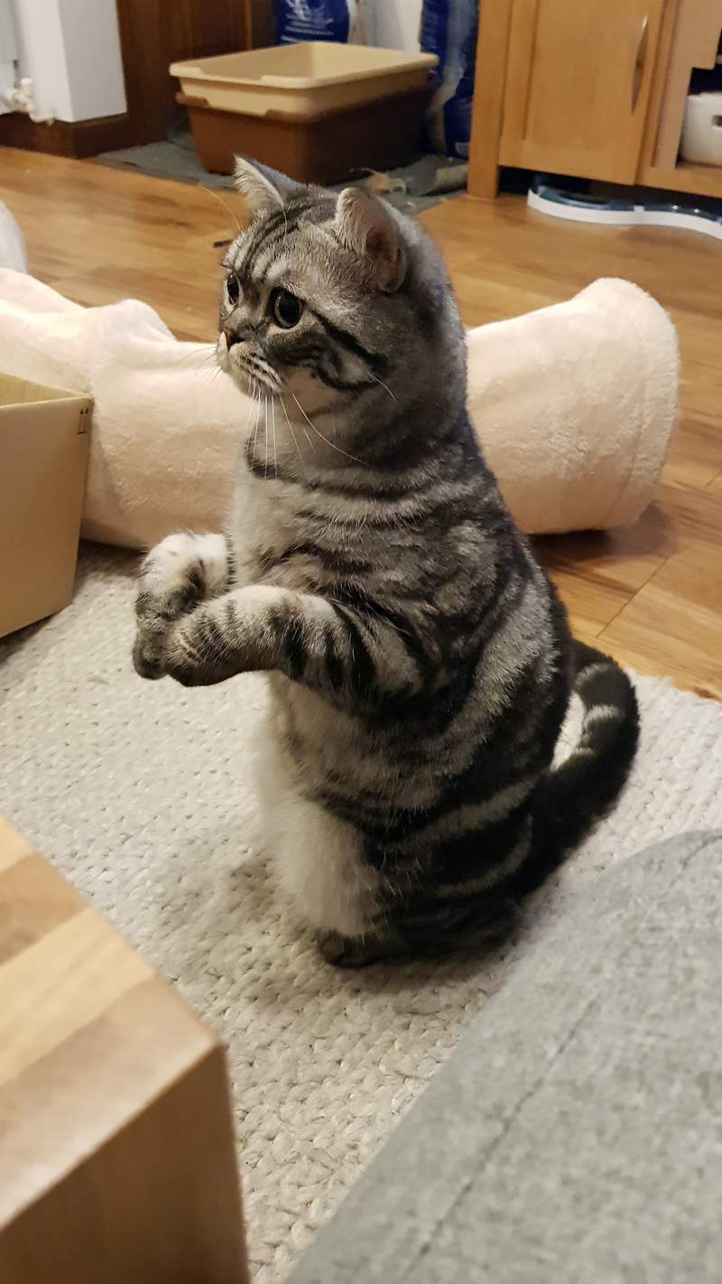 tabby british shorthair cat