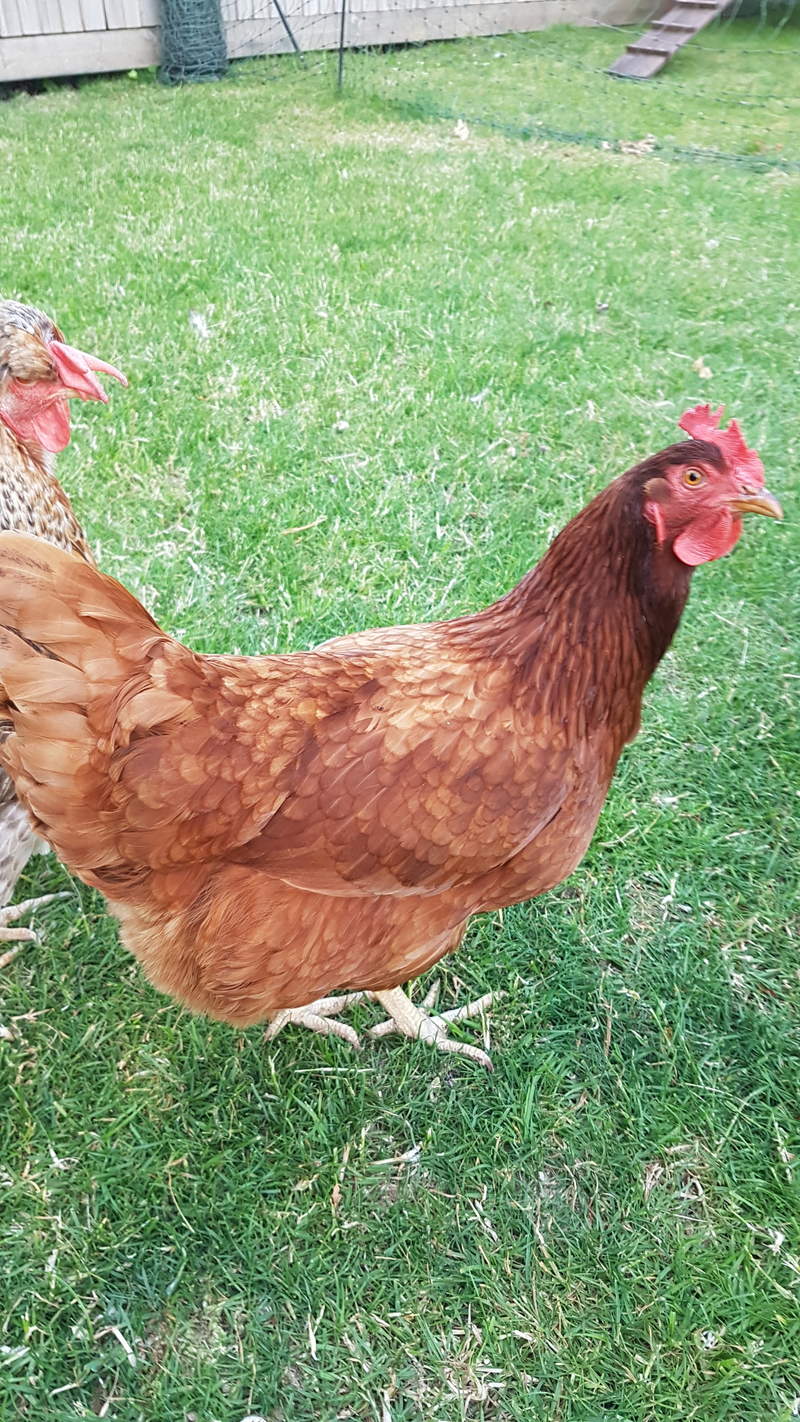 Hybrid Chickens Hybrid For Sale