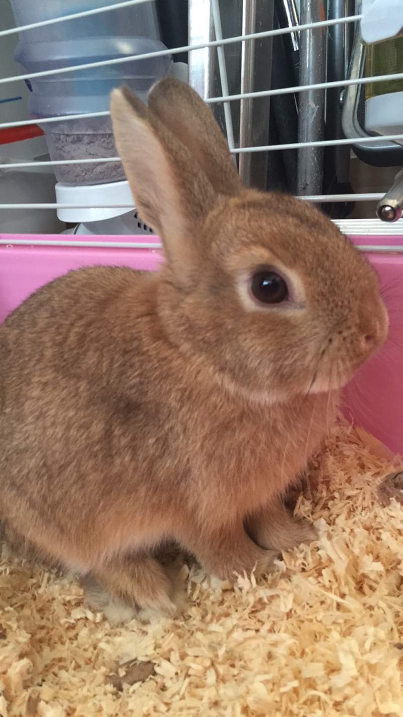 Netherland Dwarf Rabbits Netherland Dwarf For Sale