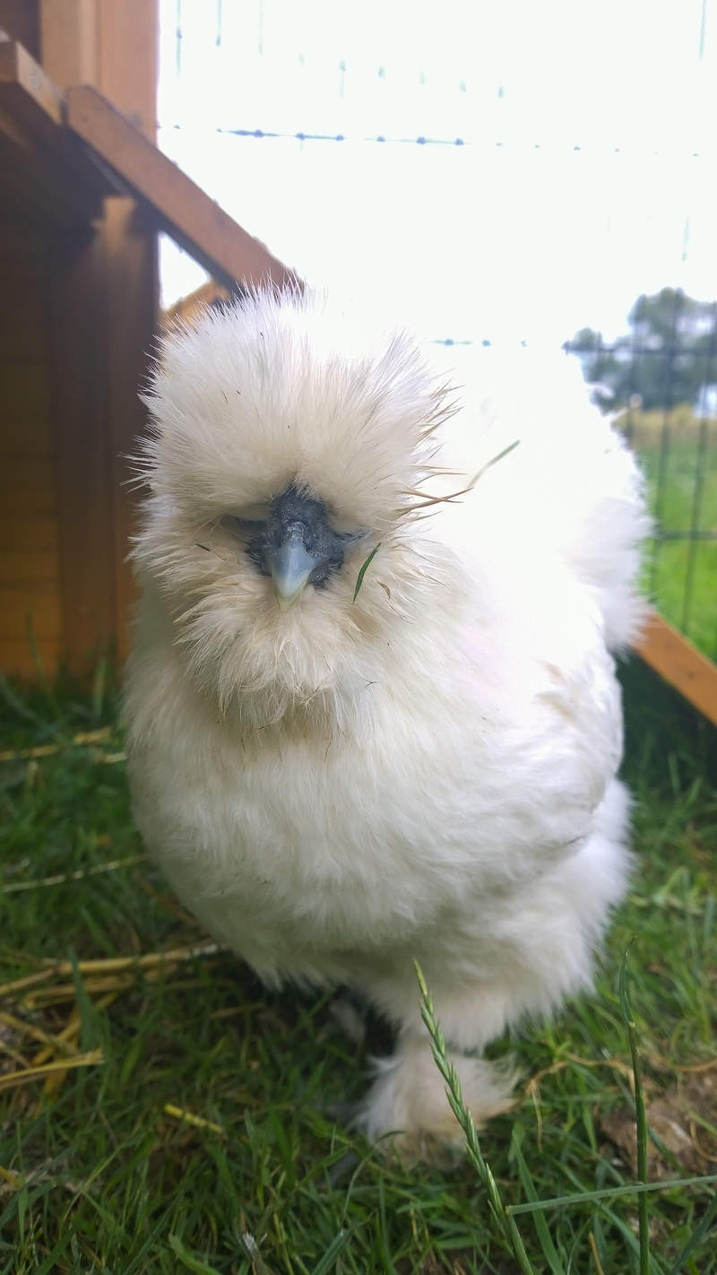 Silkie For Sale | Chickens | Breed Information | Omlet