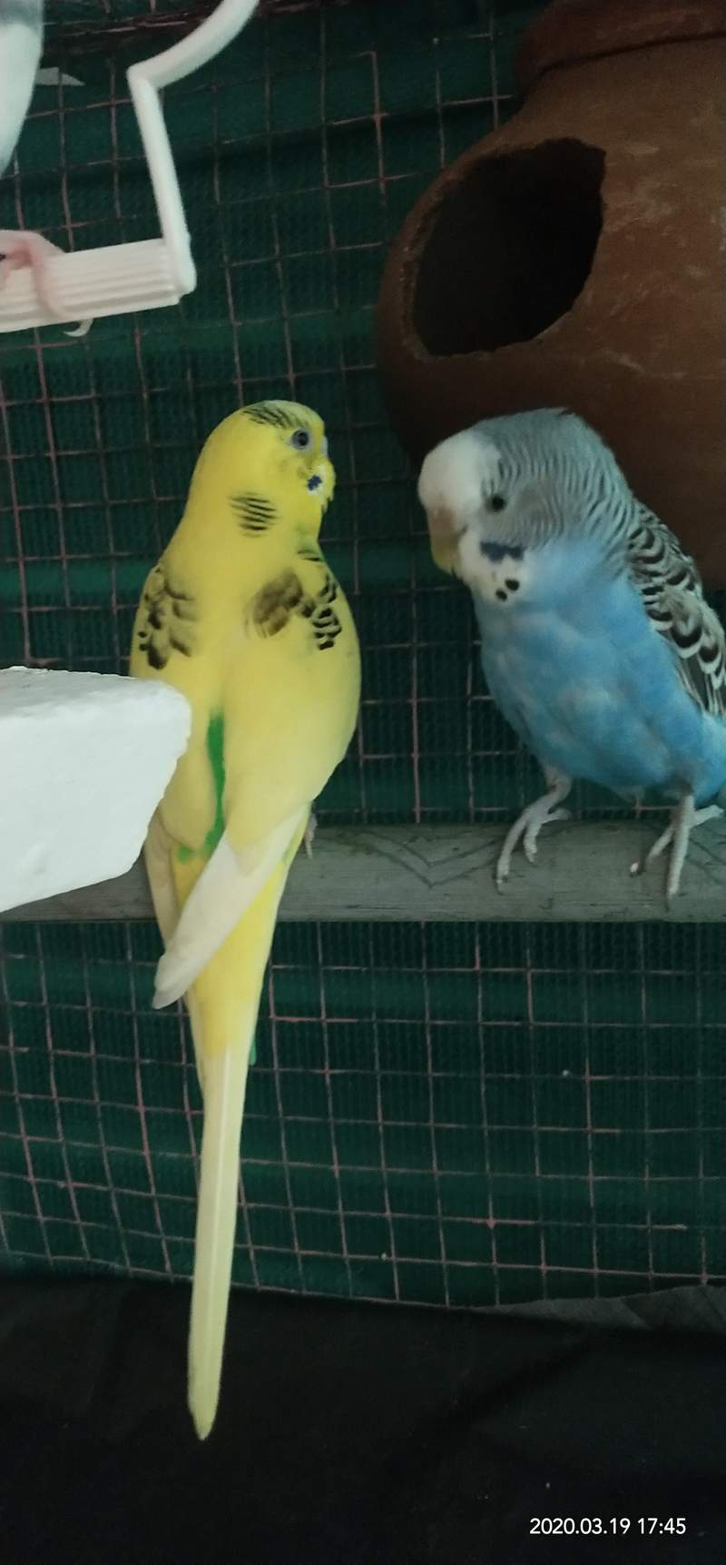 Parakeet Diseases Health Problems Parakeets Guide Omlet US