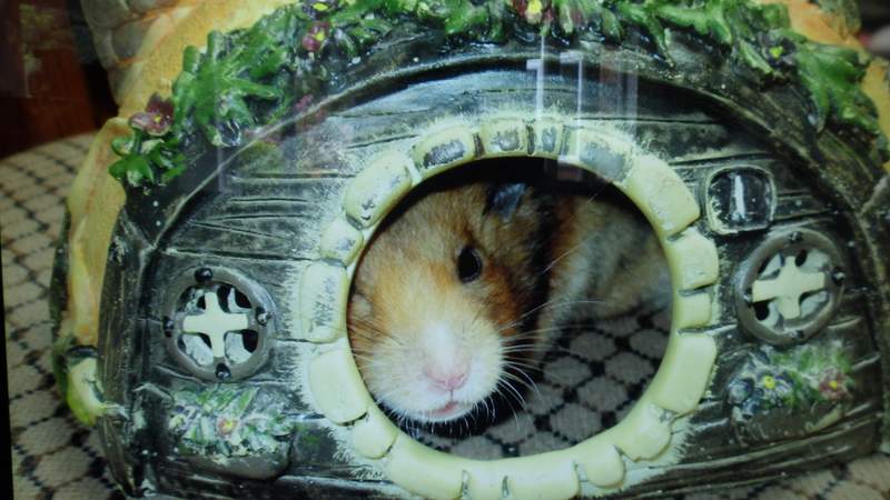 hamster housing