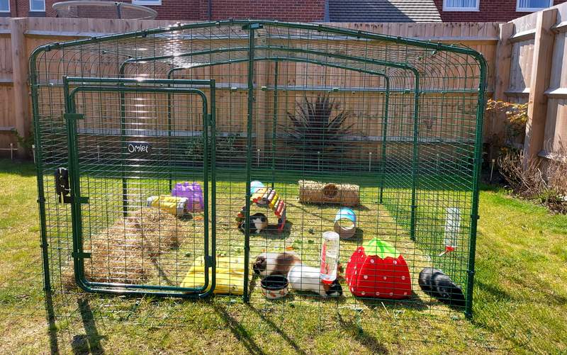guinea pig garden run