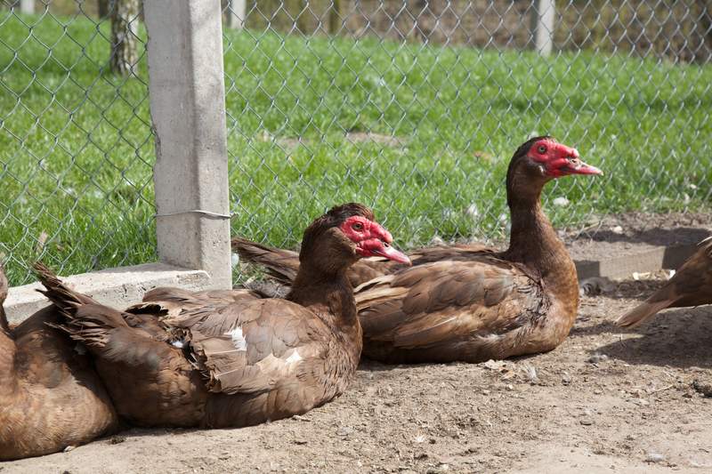 Muscovy Ducks Breed Information Omlet