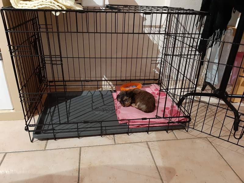 set up dog crate