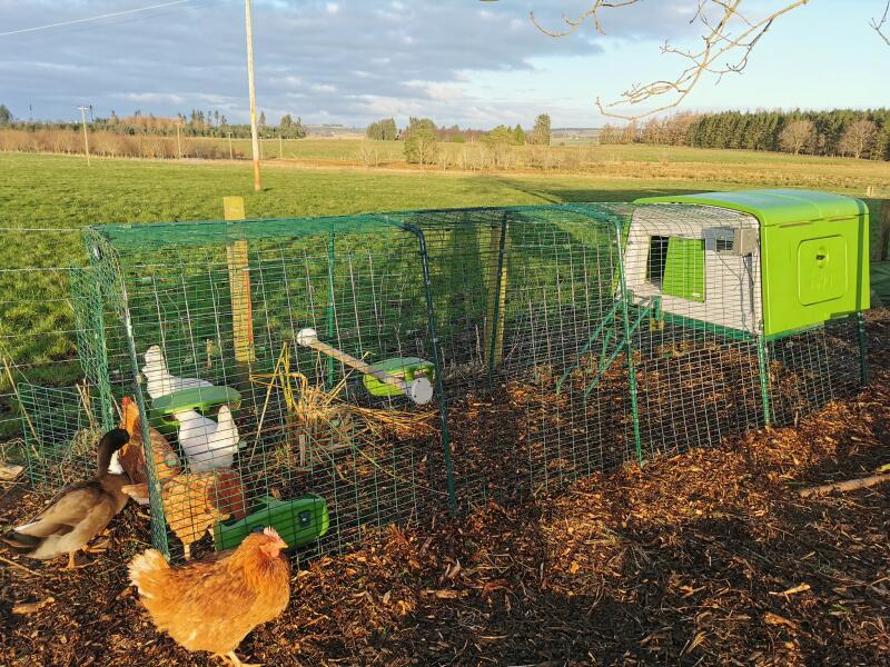 Large Eglu Cube Chicken Coop with Runs Easy to Clean Safe Hen House