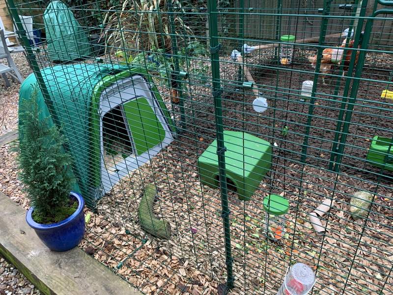 Eglu Go Guinea Pig Hutch Guinea Pig Hutches, Guinea Pig Runs and Guinea Pig Tunnels Omlet