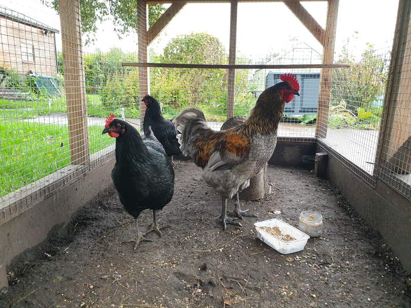 Jersey Giant Chickens Jersey Giant For Sale
