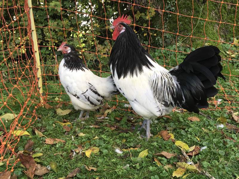 Tapijt Verzoenen fonds Lakenvelder For Sale | Chickens | Breed Information | Omlet