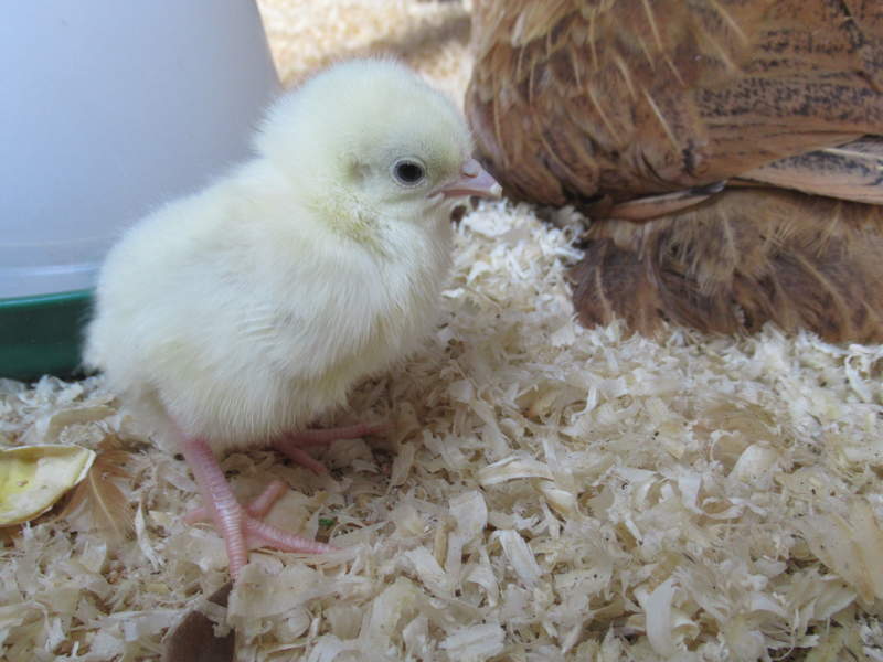 Maaltijd gevoeligheid Dressoir Sussex Bantam For Sale | Chickens | Breed Information | Omlet