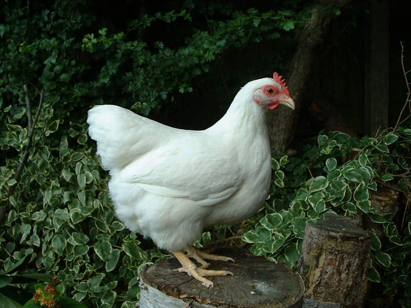 Plymouth Rock Bantam Chickens Plymouth Rock Bantam For Sale