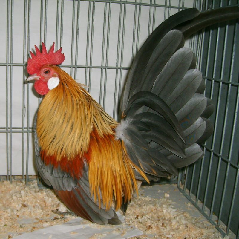 Dutch Bantam For Sale Chickens Breed Information Omlet