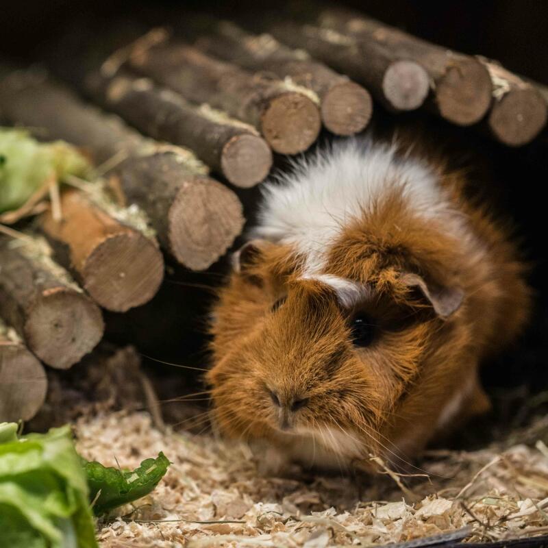 Abyssinian Guinea Pigs Abyssinian For Sale