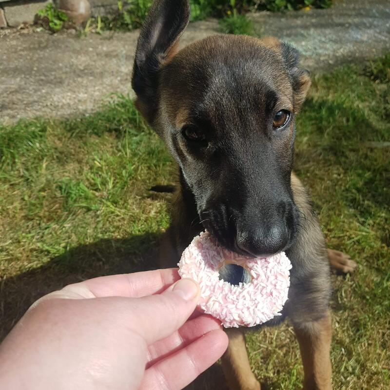 Belgian Shepherd Dog Malinois Dogs Breed Information Omlet