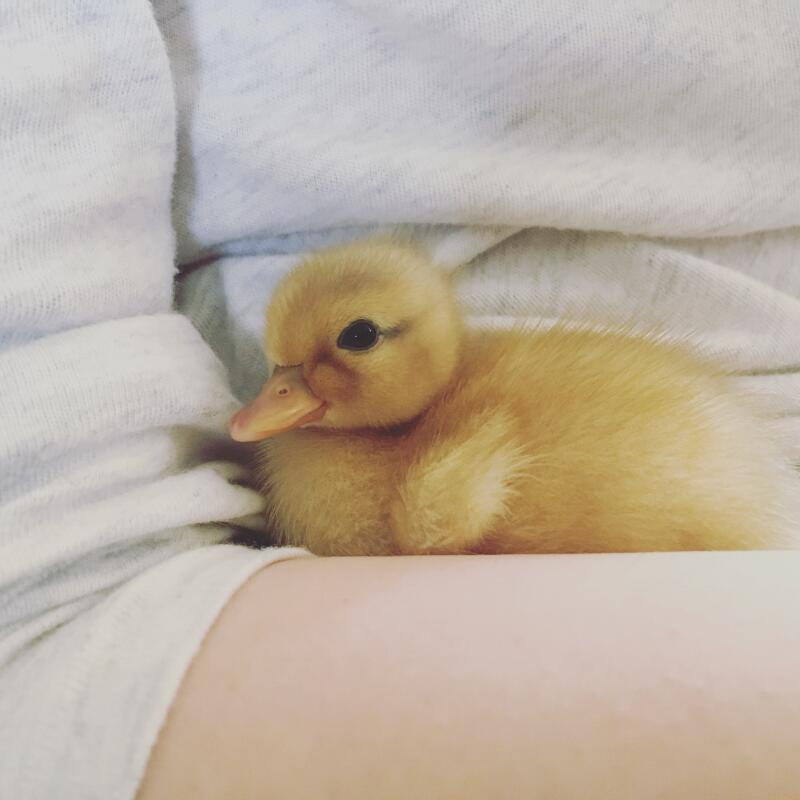 Call Duck | Ducks | Breed Information | Omlet