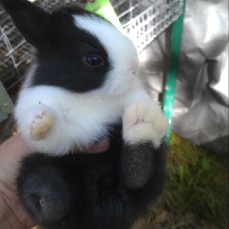 baby dutch bunnies