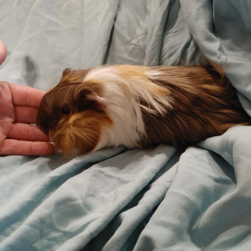 Peruvian For Sale Guinea Pigs Breed Information Omlet