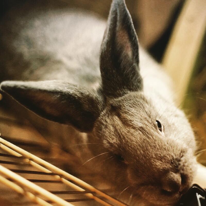 Silver Fox Rabbits Silver Fox For Sale