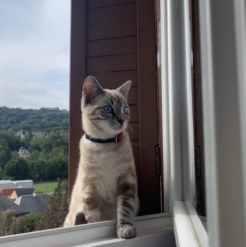 Siamese Tabby Pointed Cats Breed Information Omlet Siamese Tabby Pointed Cats Breed Information Omlet