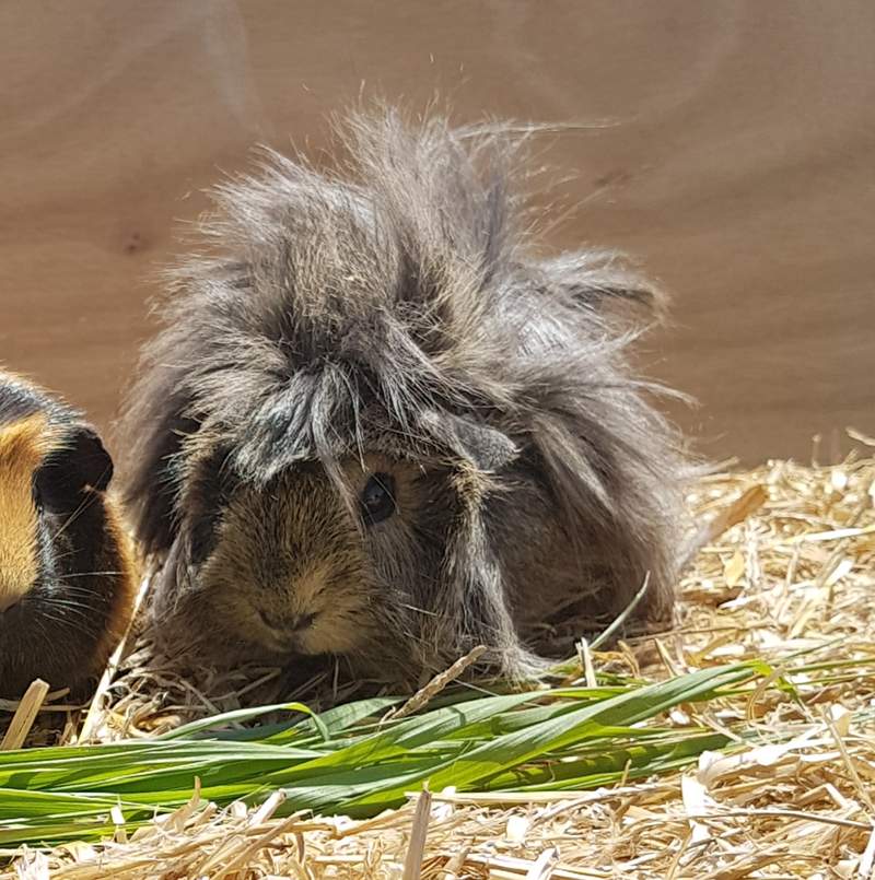Peruvian For Sale | Guinea Pigs | Breed Information | Omlet