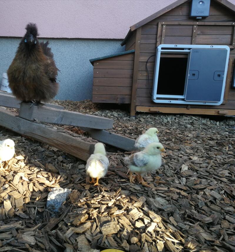 Automatic Chicken Coop Door Opener Omlet