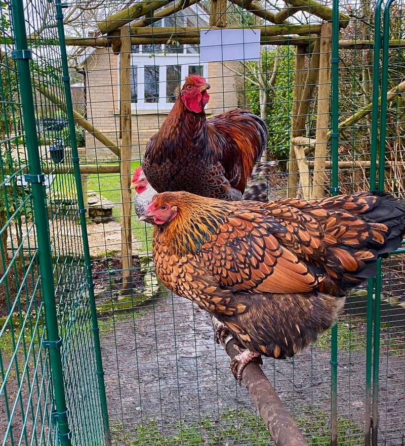 Omlet The Omlet Chicken Perch Chicken Coops, Walk in Chicken Runs
