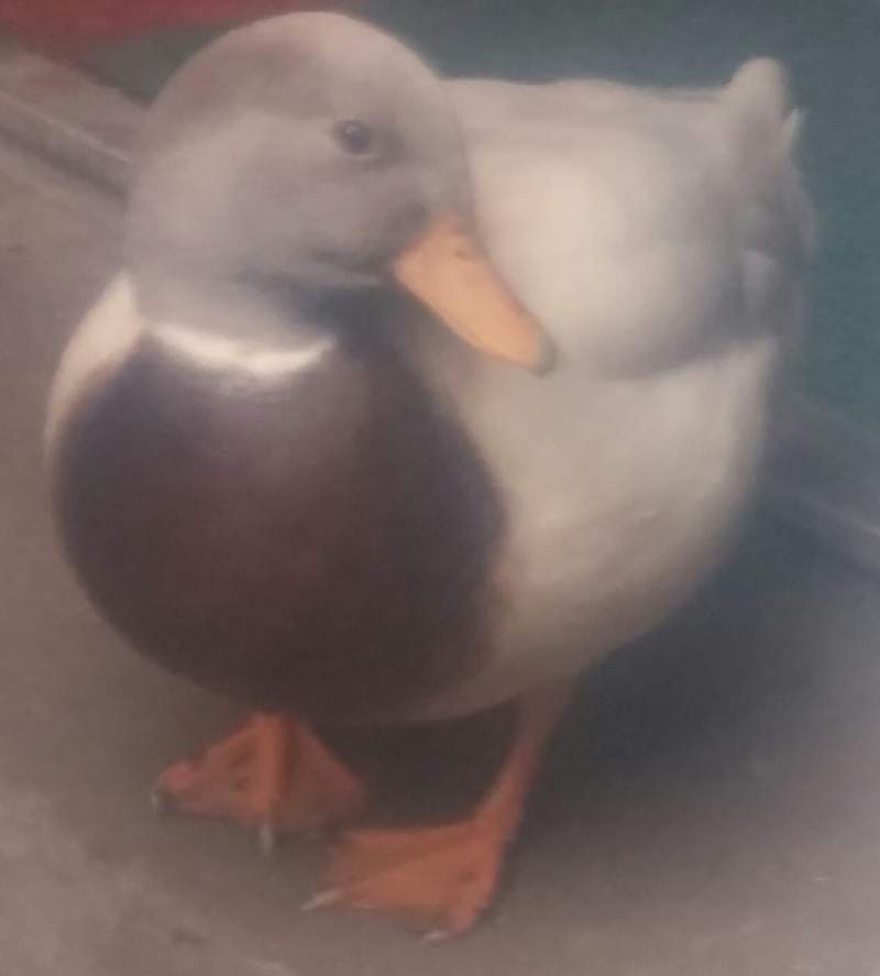 Call Duck Ducks Breed Information Omlet