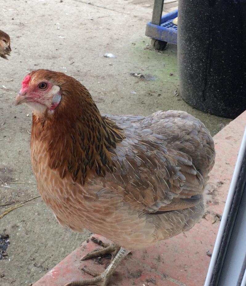 Araucana For Sale Chickens Breed Information Omlet