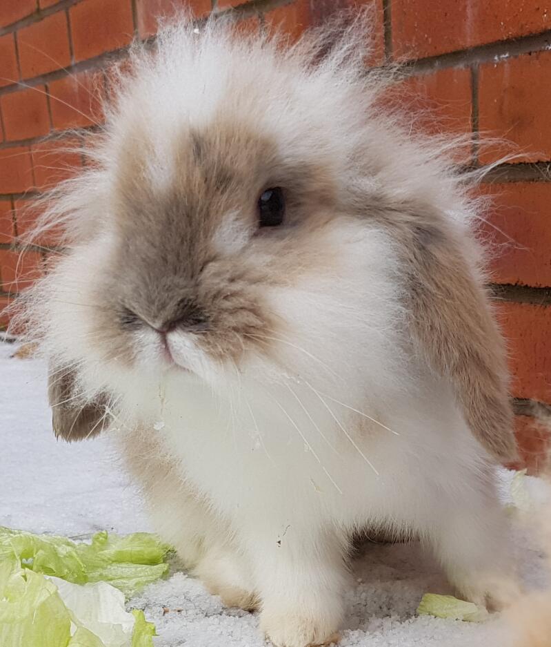 Mini Lop Rabbits Mini Lop For Sale