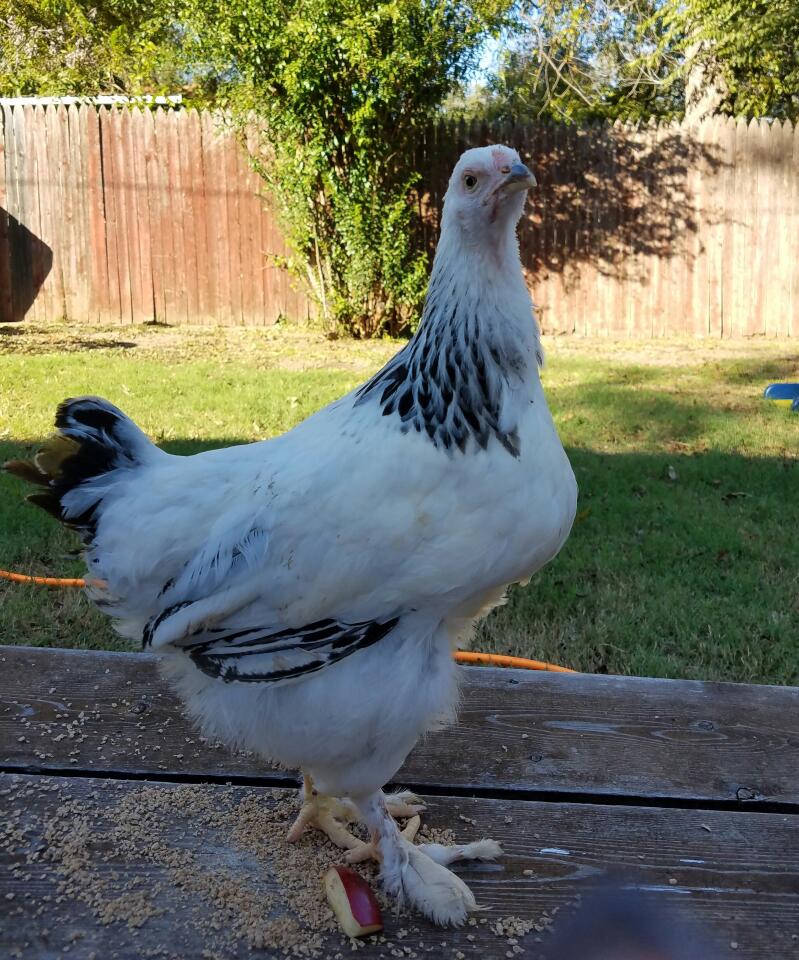 Brahma Chickens Brahma For Sale