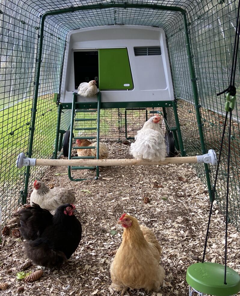 Omlet The Omlet Chicken Perch