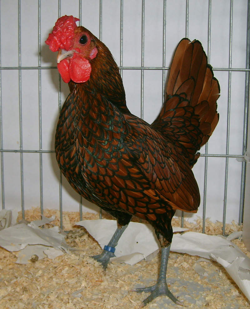 Sebright For Sale Chickens Breed Information Omlet