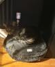 Finally. A cat bed that my cat actually uses. There is no greater praise