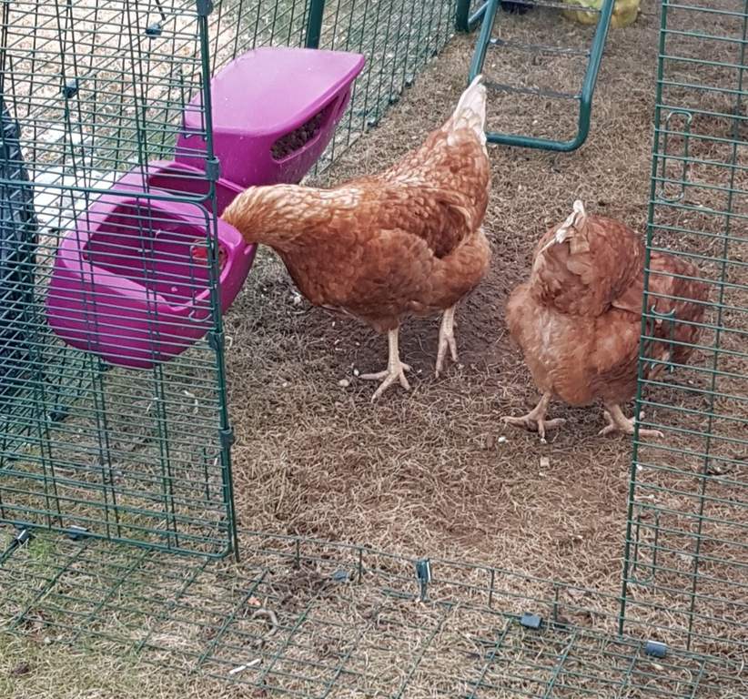 Eglu Cube Waterer Purple Feeders Waterers For Chickens