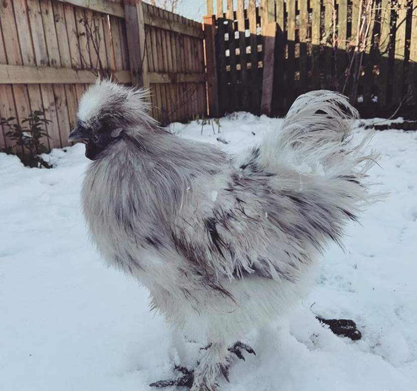 Silkie For Sale Chickens Breed Information Omlet