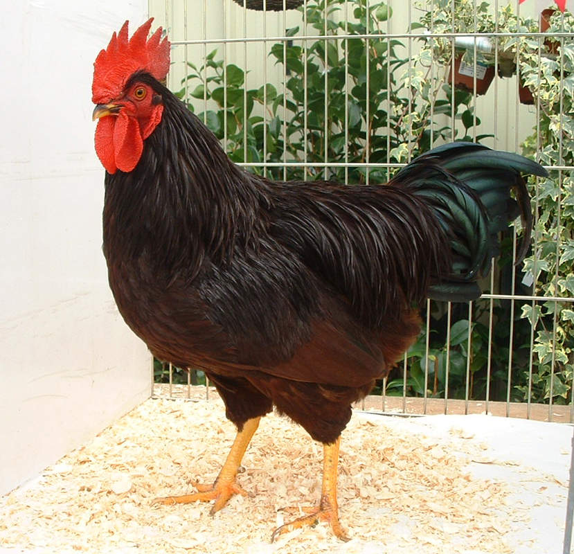 Rhode Island Red For Sale Chickens Breed Information Omlet