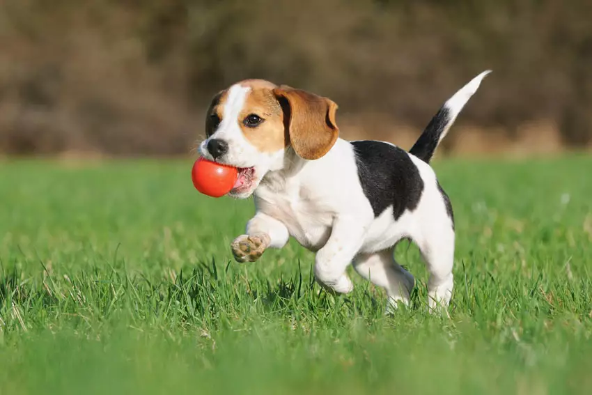 Dog-Dog_Guide-A_young_Beagle_puppy_playing_with_a_ball.webp