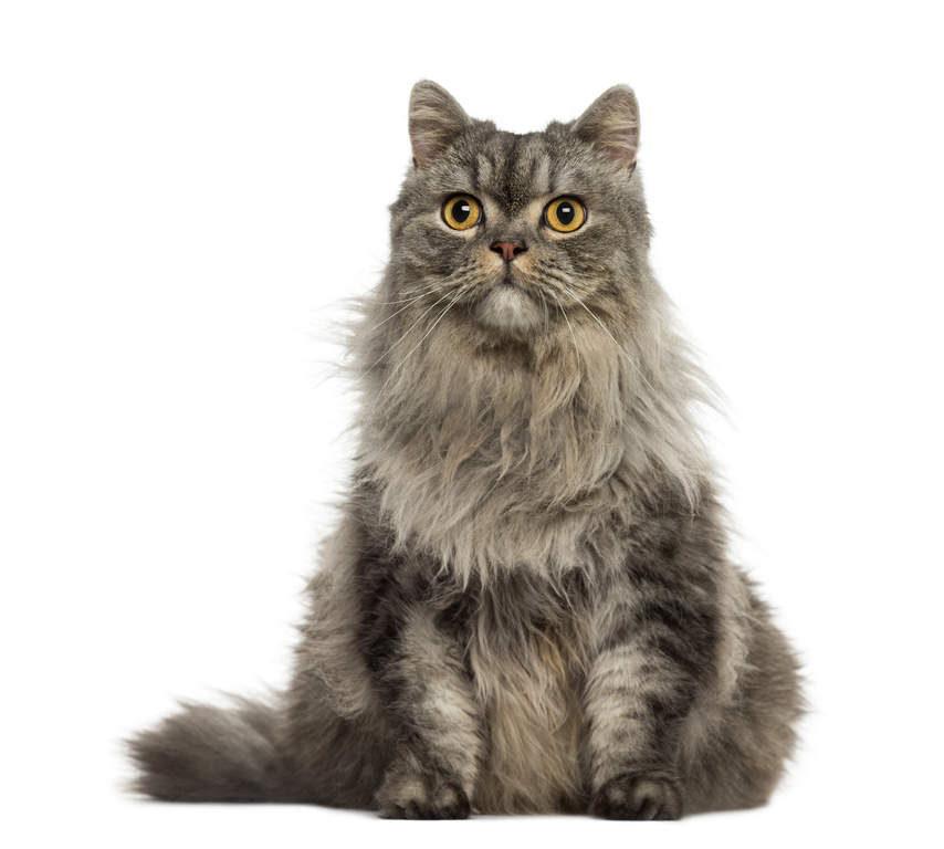 Persian Tabby And Tortie Cats Breed Information Omlet Persian Tabby And Tortie Cats Breed Information Omlet