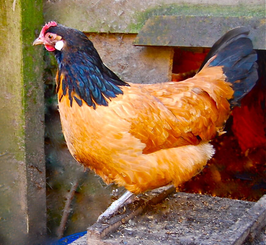 Vorwerk For Sale Chickens Breed Information Omlet 