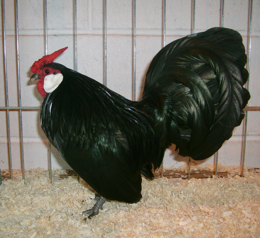 Rosecomb Bantam For Sale Chickens Breed Information Omlet 