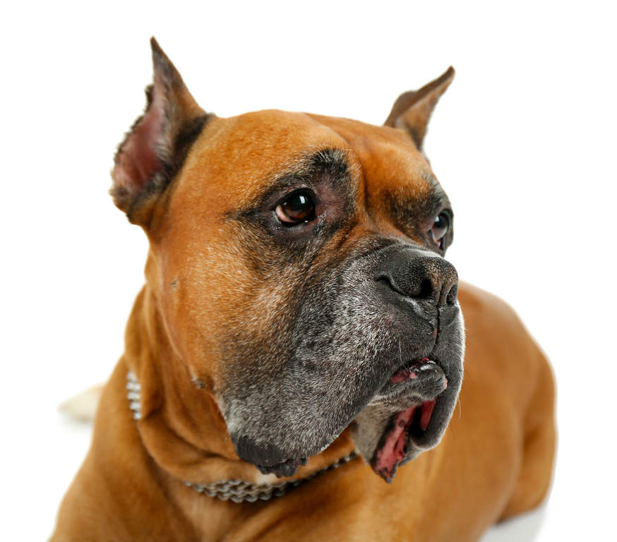 boxer dogs breed information omlet